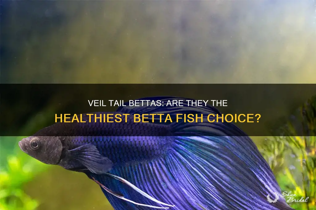 are veil tail betta the healthiest