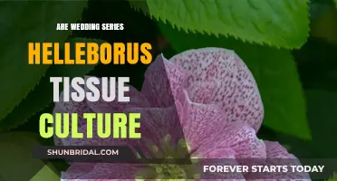 Tissue-Cultured Helleborus: The Perfect Wedding Series Bloom
