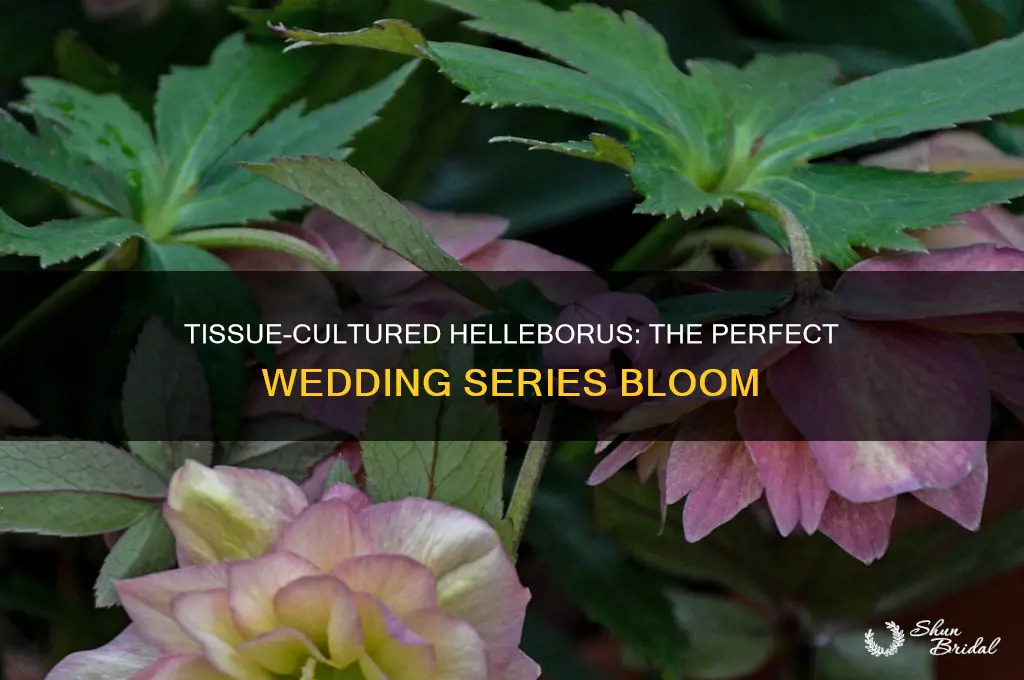 are wedding series helleborus tissue culture