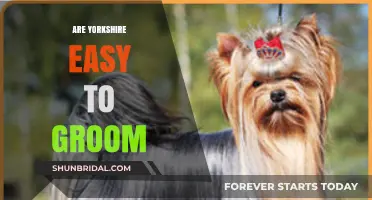 Effortless Elegance: Grooming Your Yorkshire Terrier Made Simple