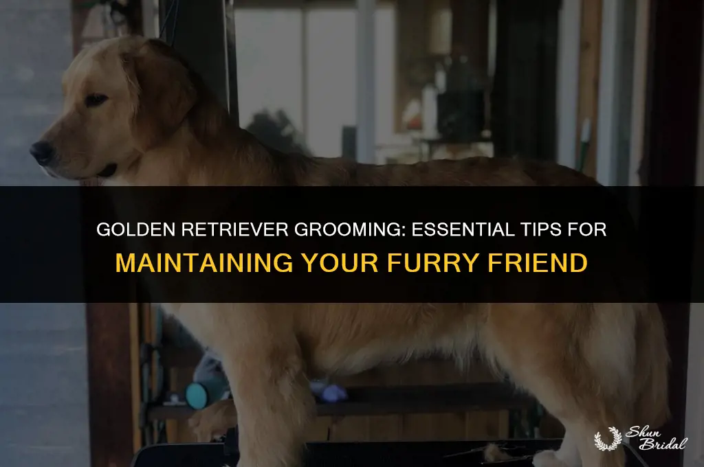 are you suppoast to take your golden tk the groomer