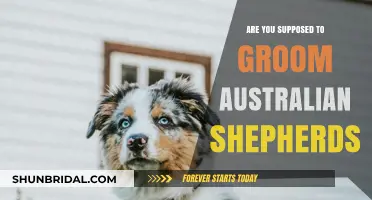 Grooming Australian Shepherds: Essential Tips for Coat Care