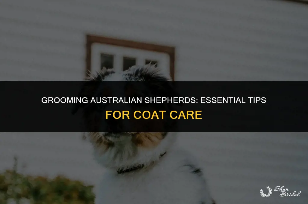 are you supposed to groom australian shepherds