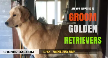 Golden Retriever Grooming: Essential Tips for a Healthy, Happy Pup