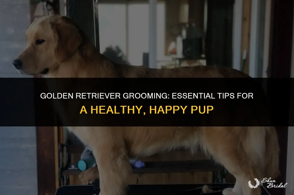 are you supposed to groom golden retrievers