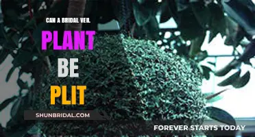 Can Bridal Veil Plants Be Split? Propagation Tips and Techniques
