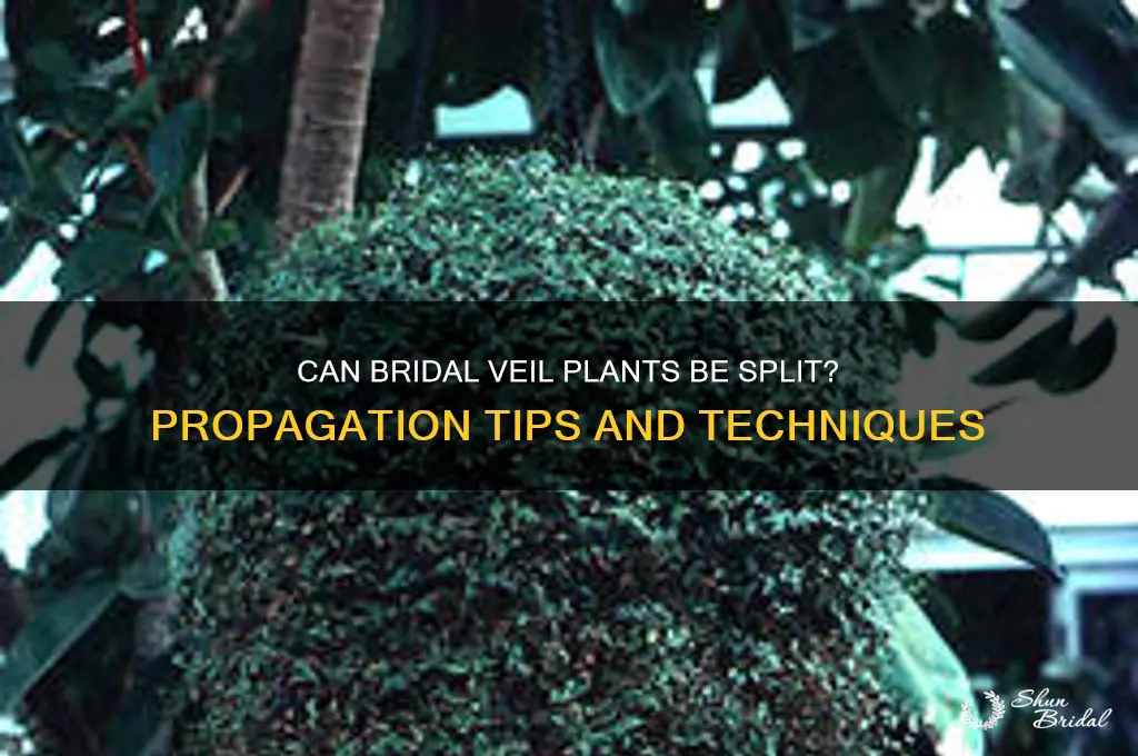 can a bridal veil plant be plit