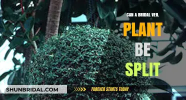 Splitting Bridal Veil Plants: A Guide to Dividing and Propagating
