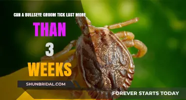 Decoding the Lifespan of Bullseye Groom Ticks: A Comprehensive Guide