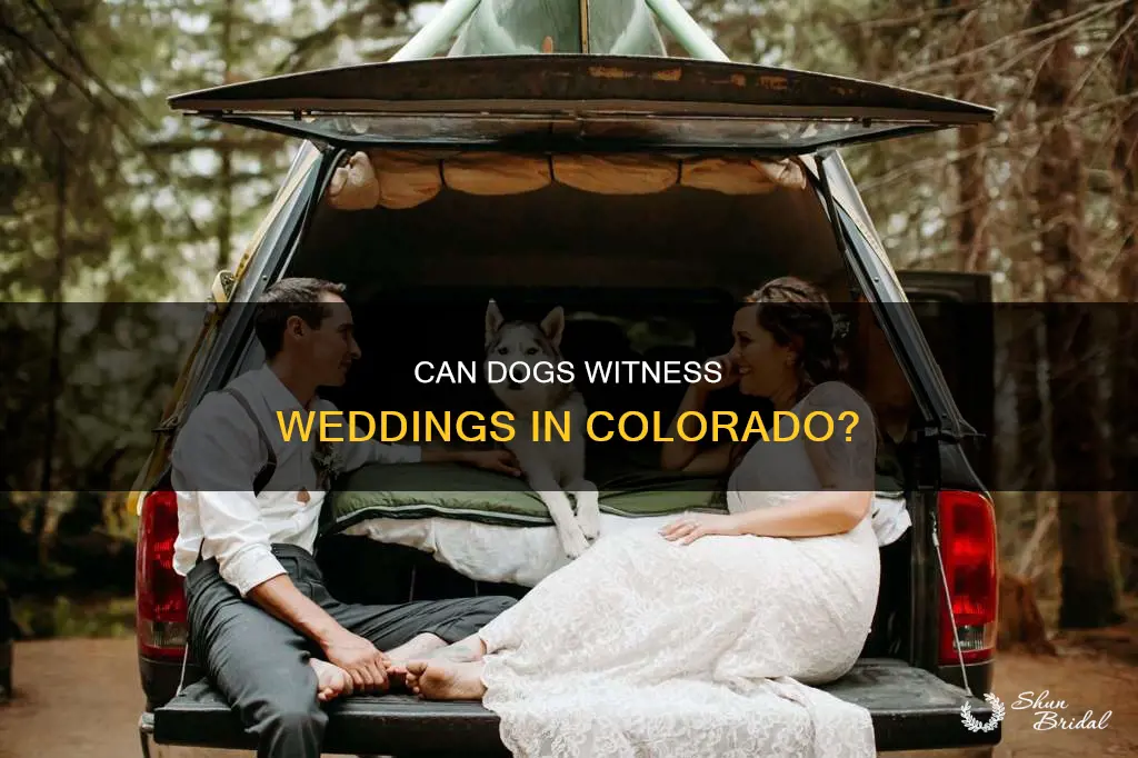 can a dog be a witness for a wedding colorado