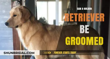 Pampering Your Golden Retriever: A Comprehensive Grooming Guide