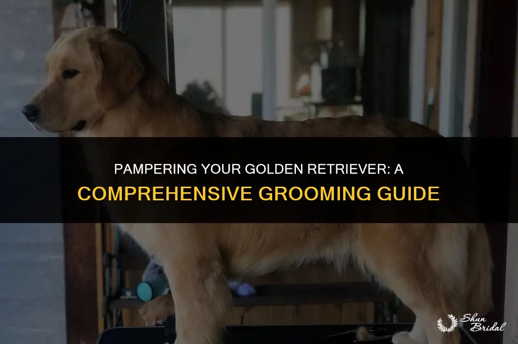 can a golden retriever be groomed