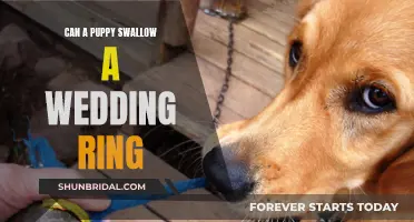 Puppy Peril: Wedding Ring Swallowed, Now What?