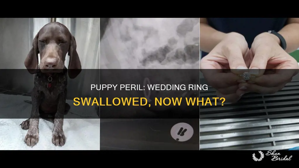 can a puppy swallow a wedding ring