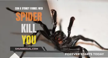 Sydney Funnel-Web Spiders: Deadly or Not?