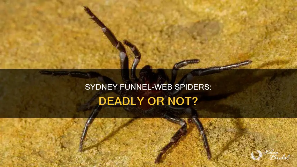 can a sydney funnel wed spider kill you