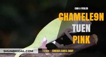 Can Veiled Chameleons Turn Pink? Unveiling the Color-Changing Mystery