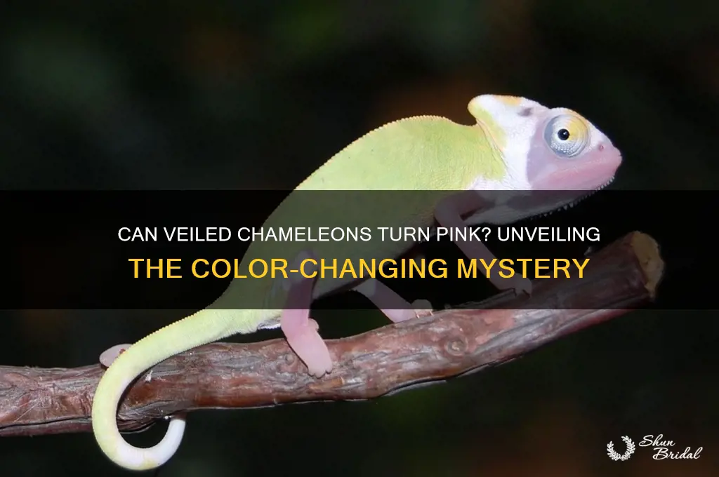can a veiled chamele9n tuen pink