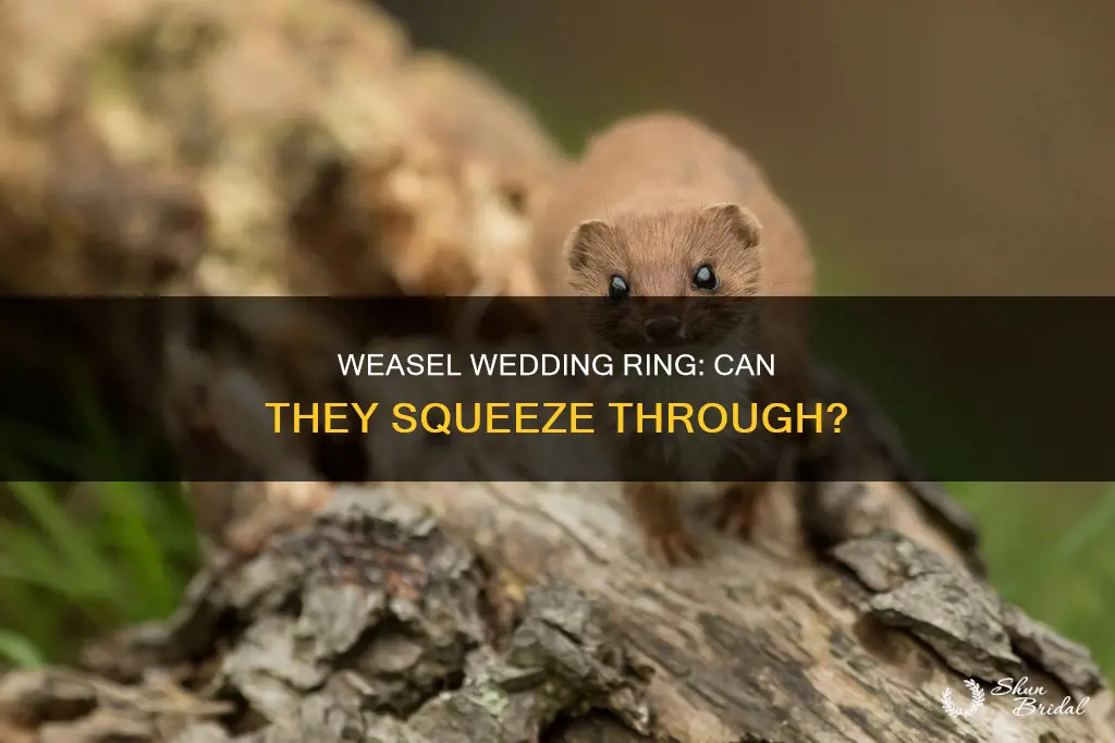 can a weasel fit through a wedding ring