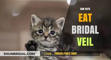 Can Cats Safely Eat Bridal Veil Plants? Risks and Advice