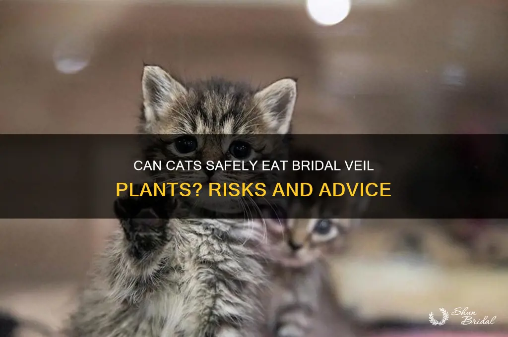 can cats eat bridal veil