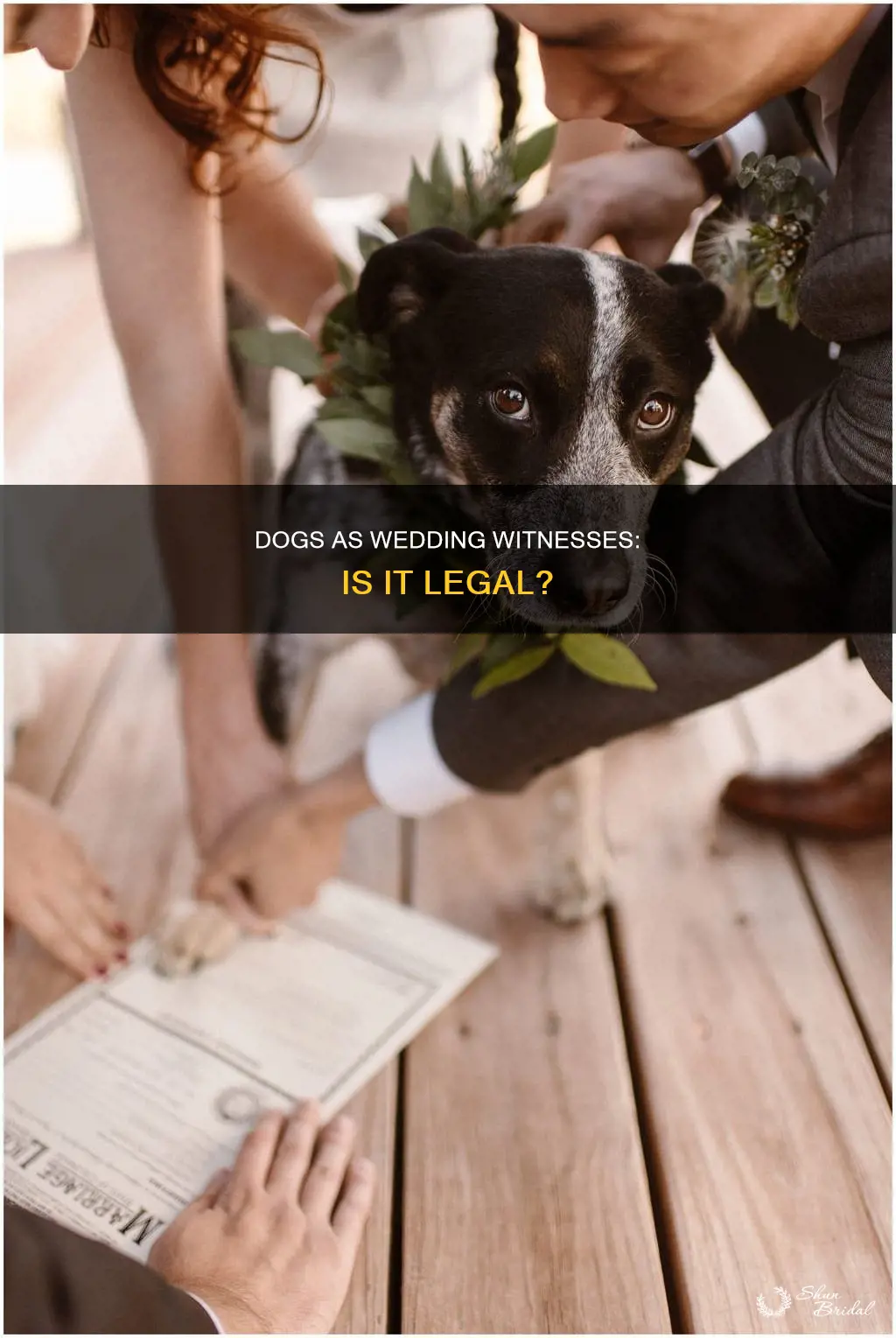 can dogs be witness for a wedding