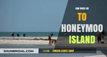 Can Dogs Join Your Honeymoon Island Getaway? Find Out Here!
