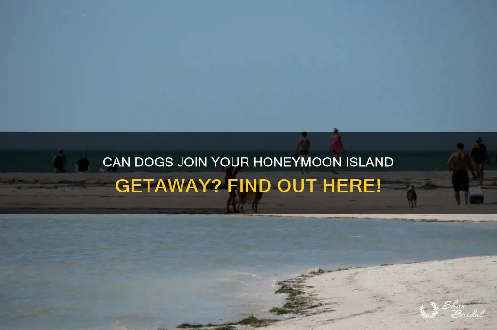 can dogs go to honeymoon island