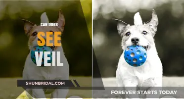 Can Dogs See the Veil? Unveiling Canine Perception Mysteries