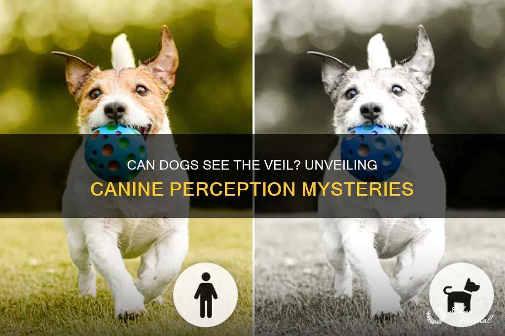 can dogs see veil
