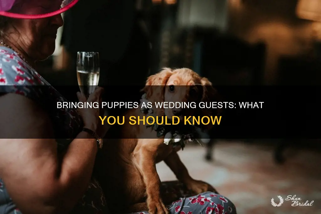 can I bring a puppy to a wedding