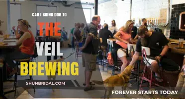 Can You Bring Your Dog to The Veil Brewing? Find Out!