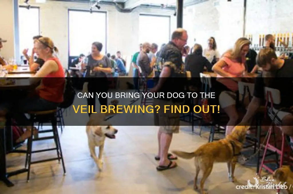 can i bring dog to the veil brewing