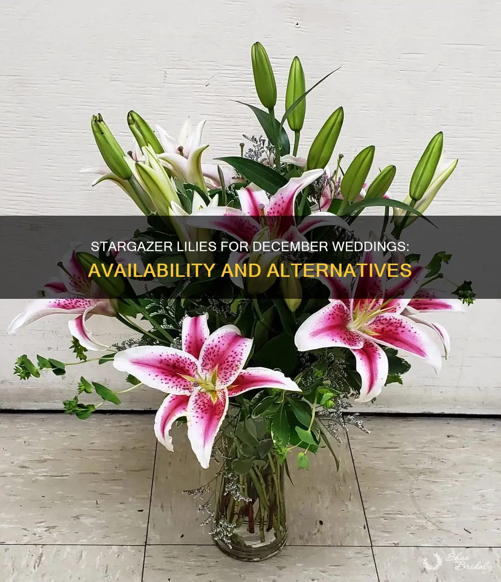 can I get stargazer lilies in december for wedding bouquet