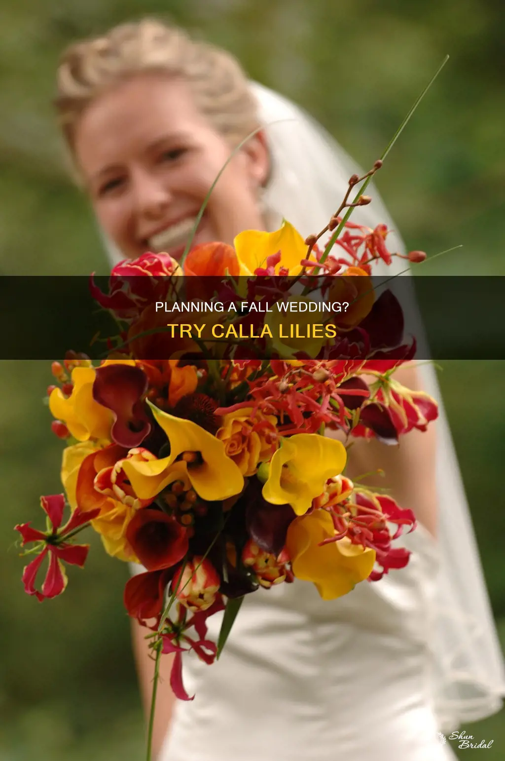 can I grow calla lilies for a fall wedding