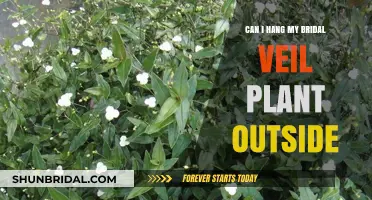 Hanging Your Bridal Veil Plant Outdoors: Tips and Best Practices