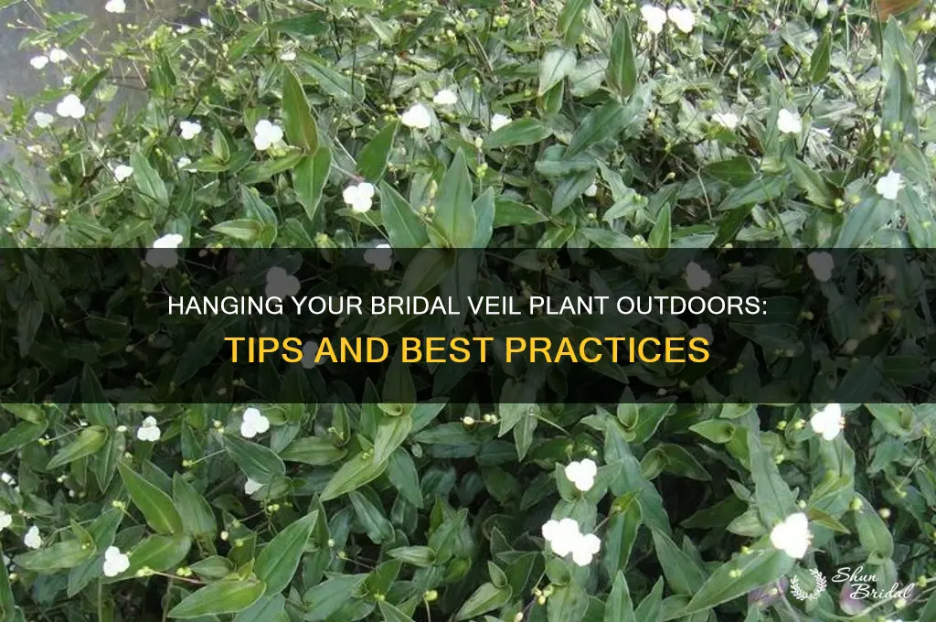 can i hang my bridal veil plant outside