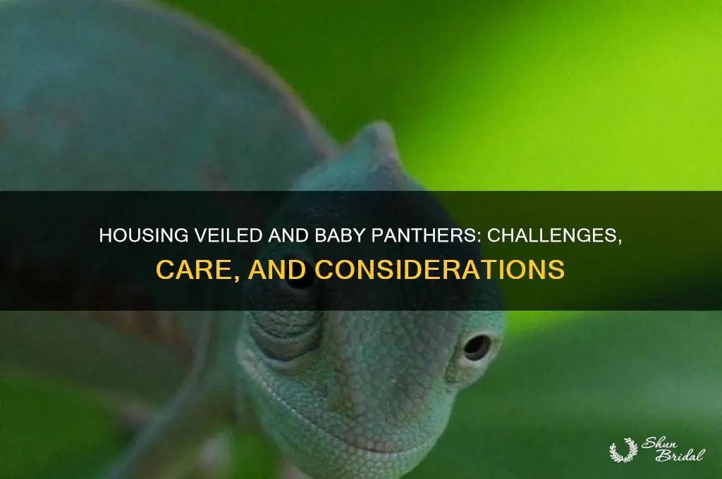 can i house a veiled and baby panther