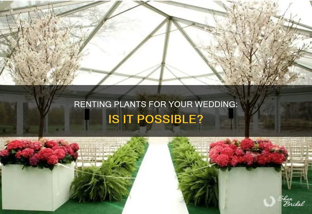 can I rent plants for a wedding