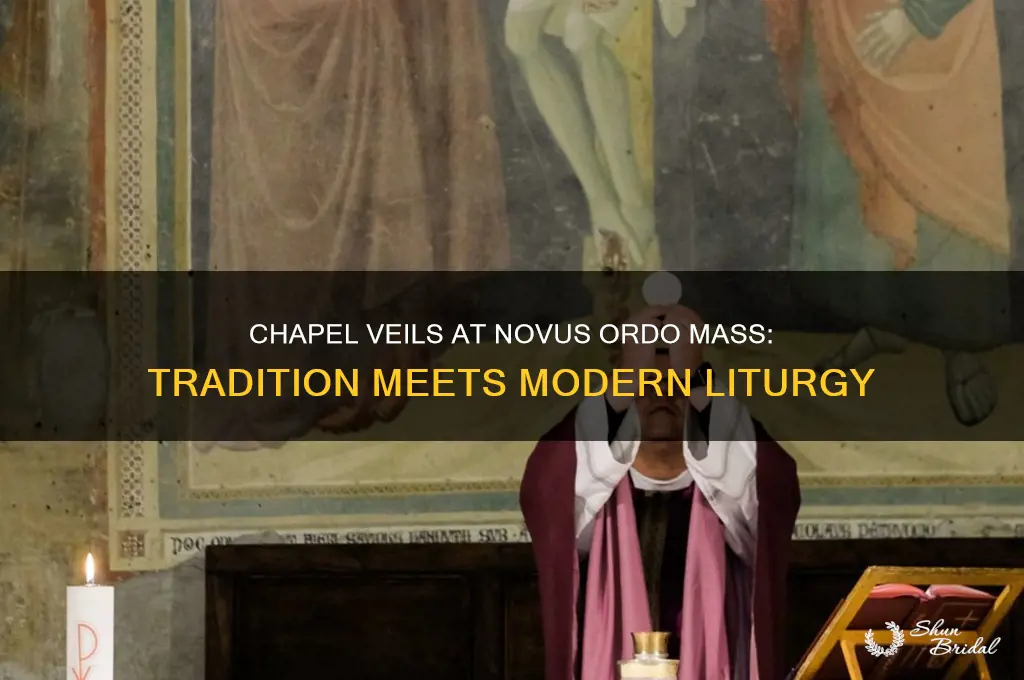 can i wear a chapel veil to novus ordo mass