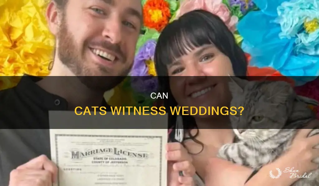 can my cat be a witness at my wedding