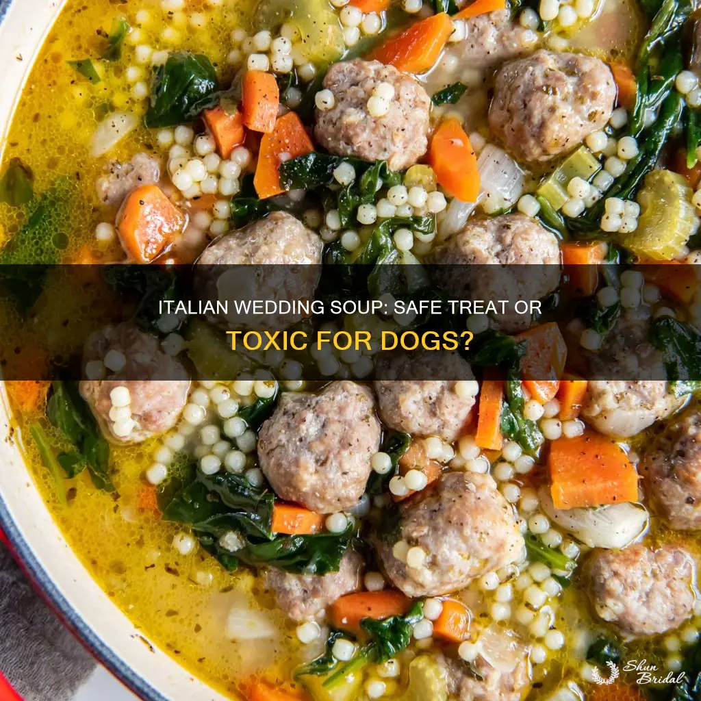 can my dog eat itialian wedding soup