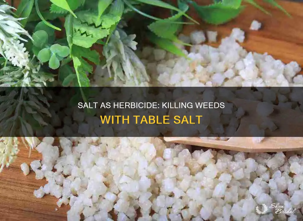 can table salt kill weds