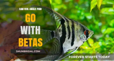Veil Angelfish and Betta Compatibility: Can They Share a Tank?