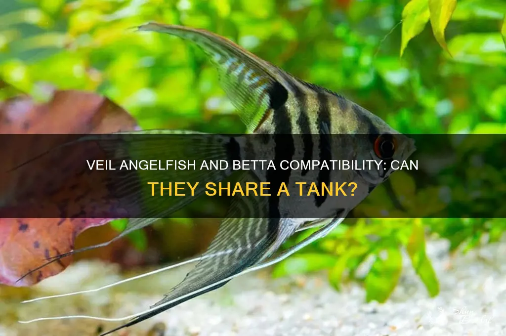 can veil angle fish go with betas