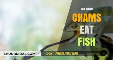 Can Veiled Chameleons Safely Eat Fish? Dietary Insights Revealed