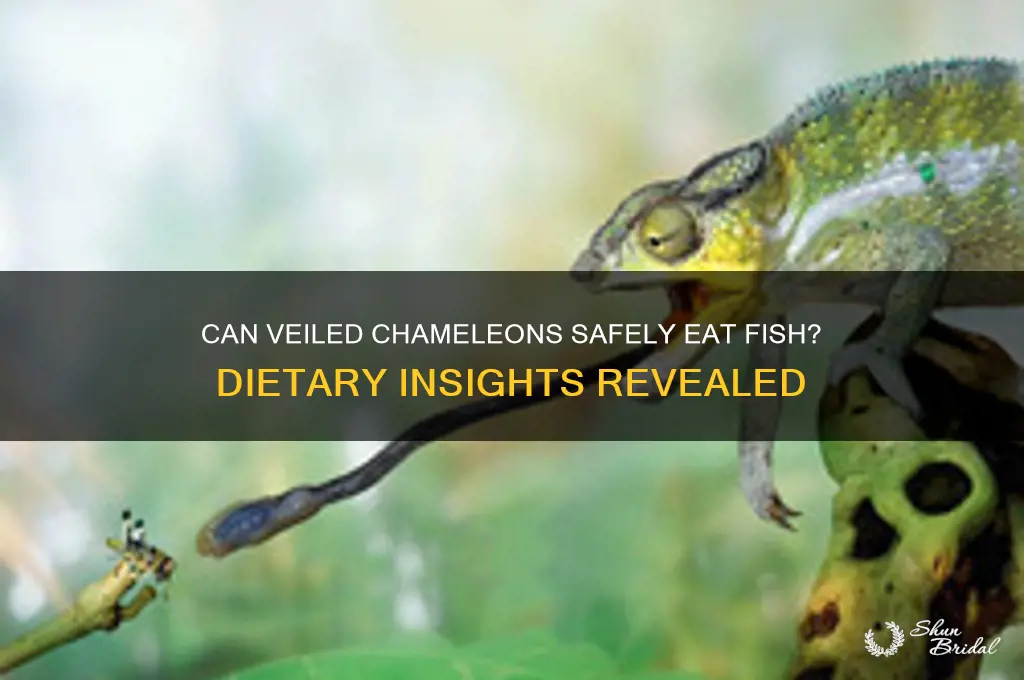 can veiled chams eat fish