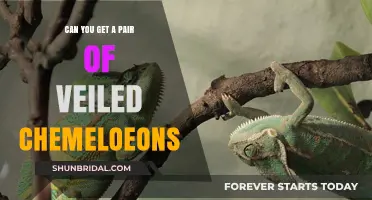 Veiled Chameleons as Pets: Can You Own a Pair?