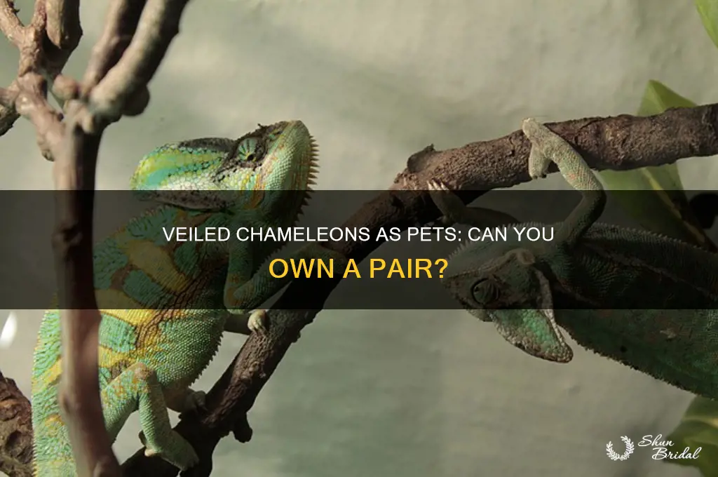 can you get a pair of veiled chemeloeons