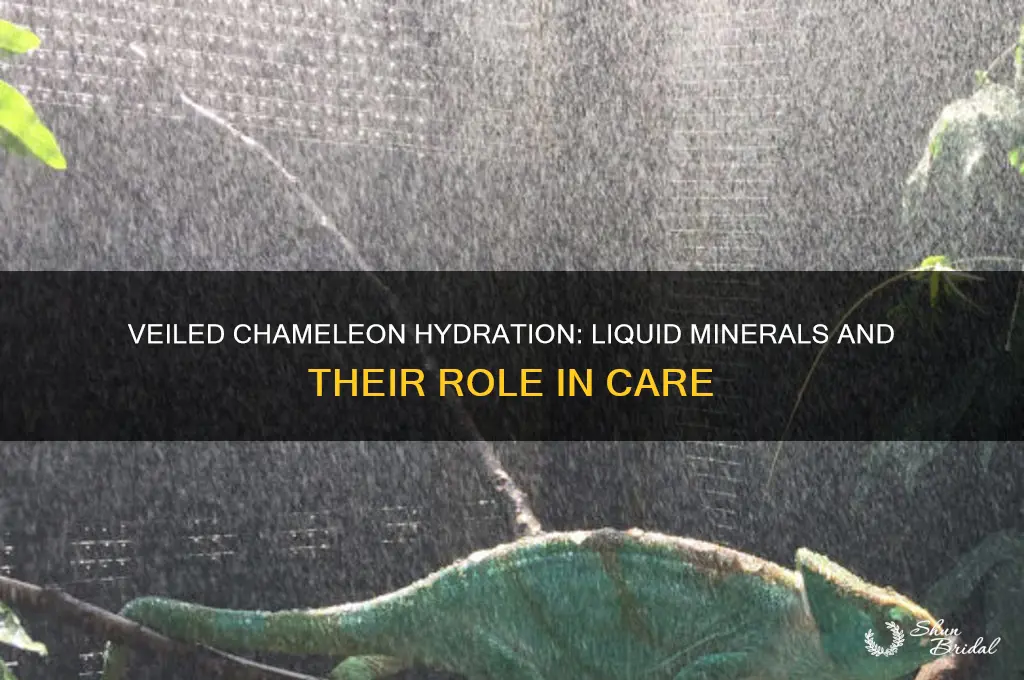 can you give a veiled chmelon liquid minerals